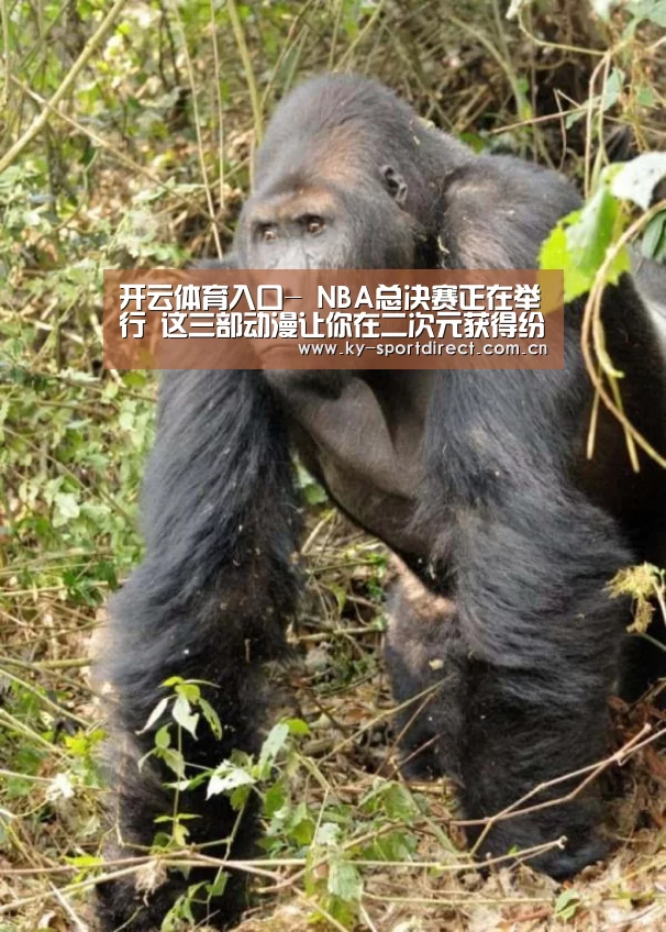 KAIYUN中国站